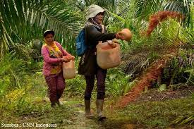 Viral Berita Eksploitasi Pekerja Perempuan di Perkebunan Sawit